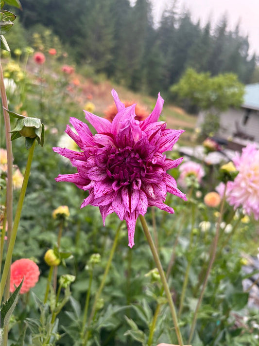 Anette Dahlia Tuber