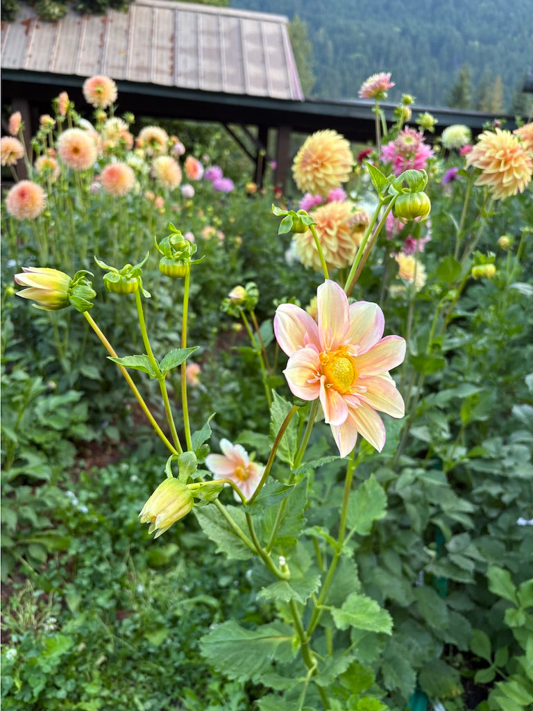 Apple Blossom Dahlia Tuber