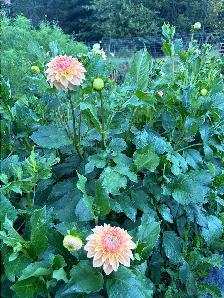 Bloomquist Allan Dahlia Tuber