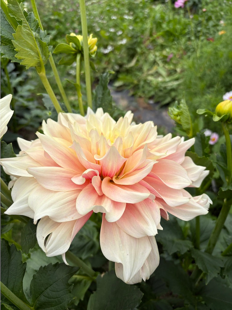 Breakout Dahlia Tuber