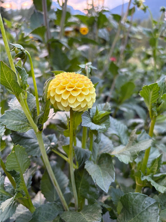 Buttercup Dahlia Tuber