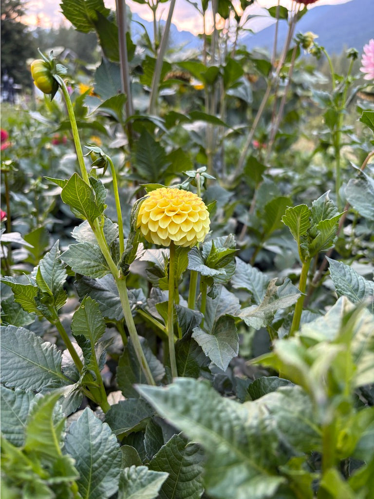 Buttercup Dahlia Tuber