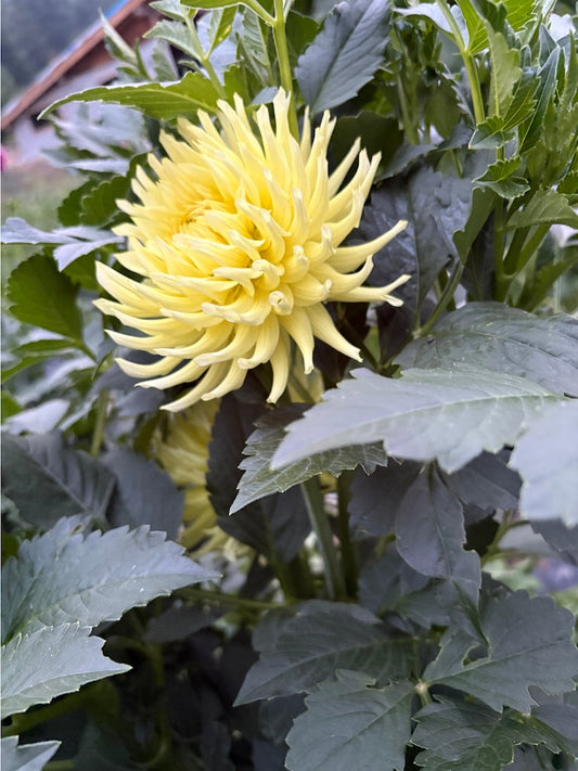 CB Soft Sun Dahlia Tuber