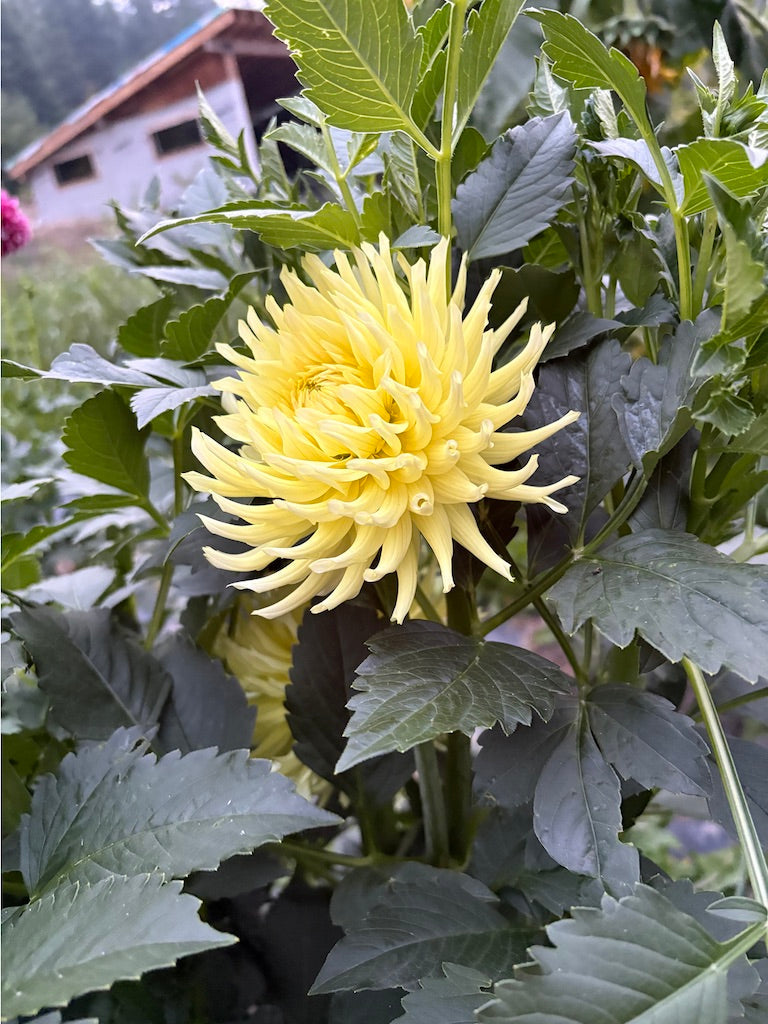 CB Soft Sun Dahlia Tuber
