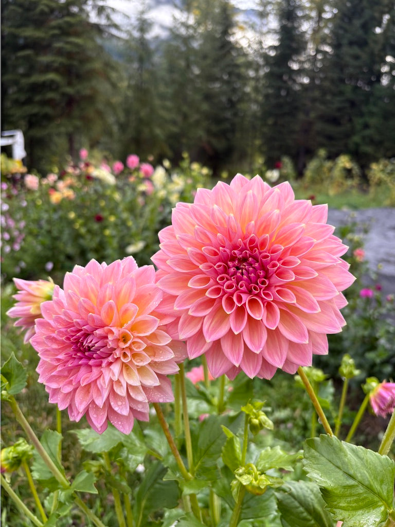 Castle Drive Dahlia Tuber