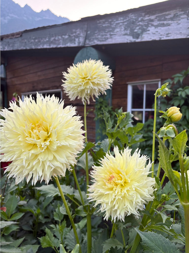 Citron Du Cup Dahlia Tuber