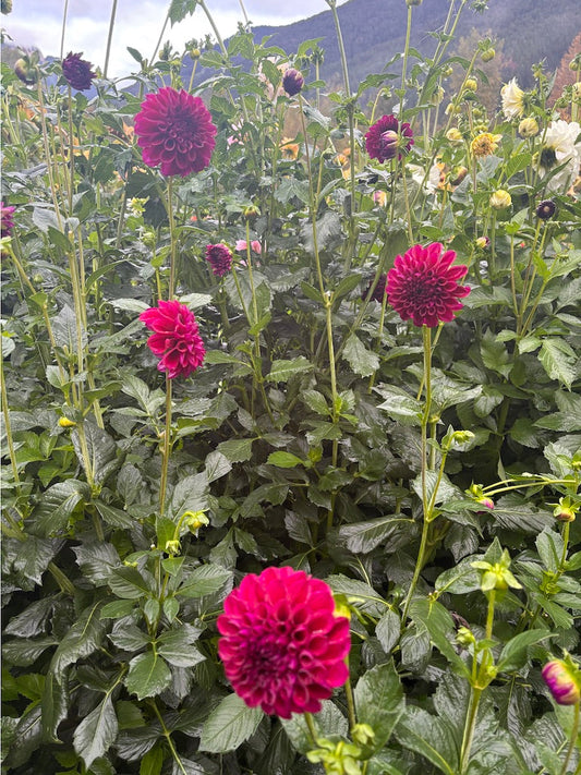 Ferncliff Black Cherry Dahlia Tuber