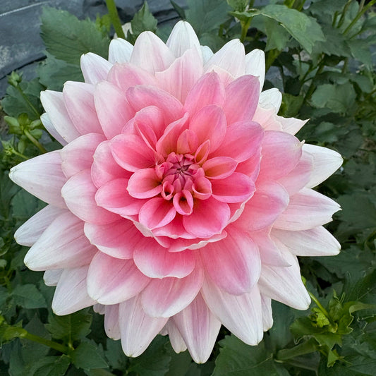 Gerri Hoek Dahlia Tuber