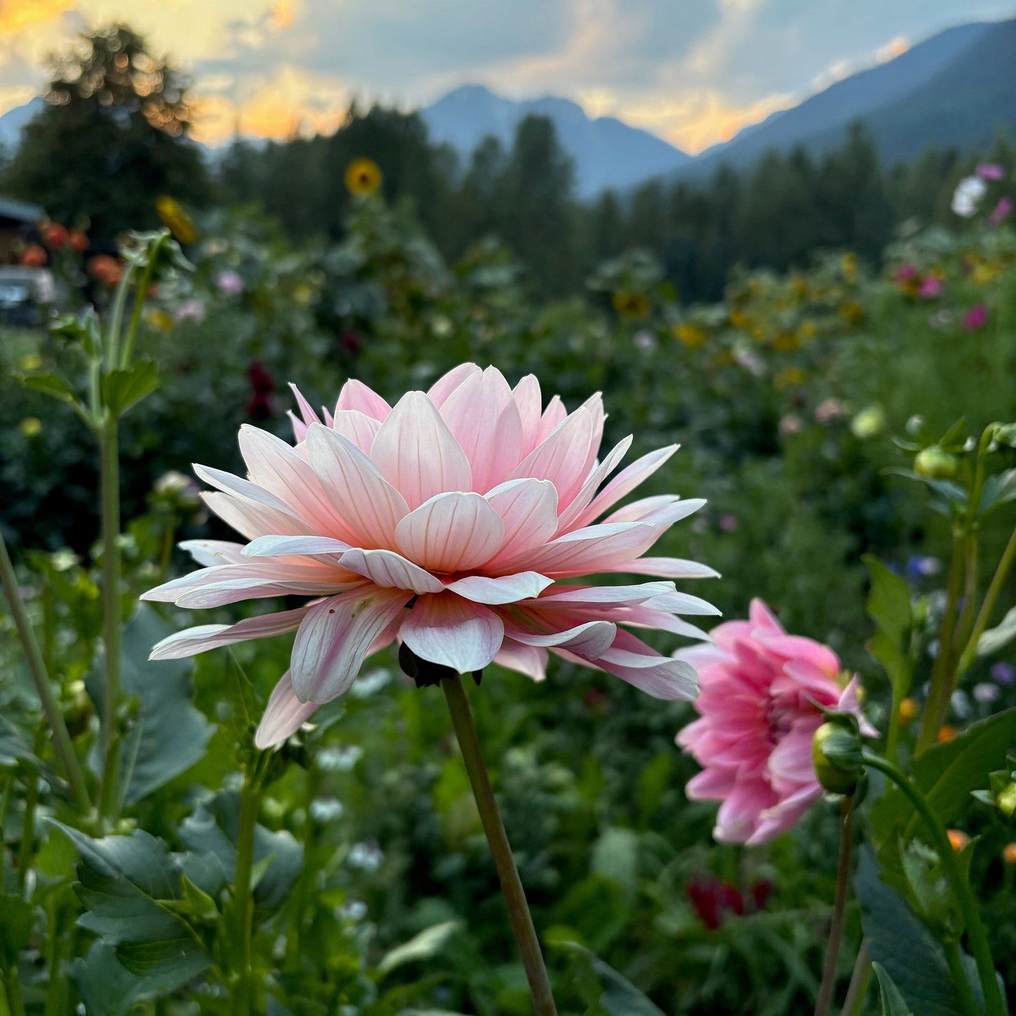 Gerri Hoek Dahlia Tuber