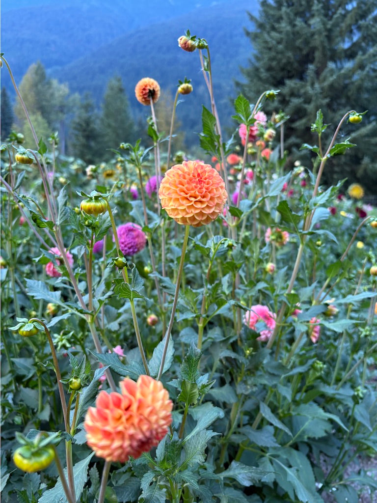 Ginger Willow Dahlia Tuber
