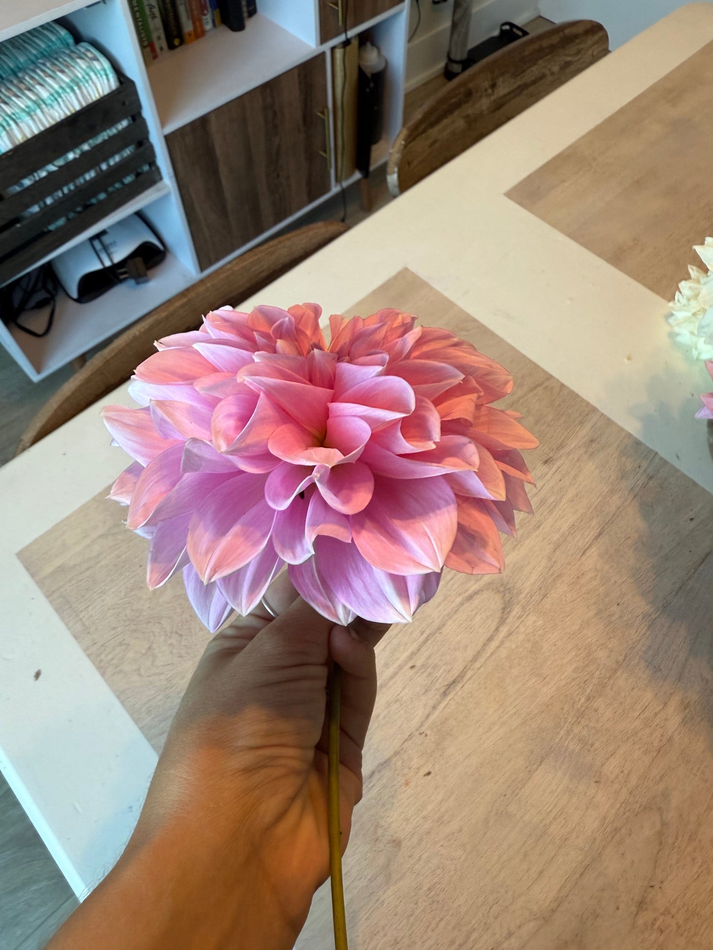 Cafe Au Lait Rose
