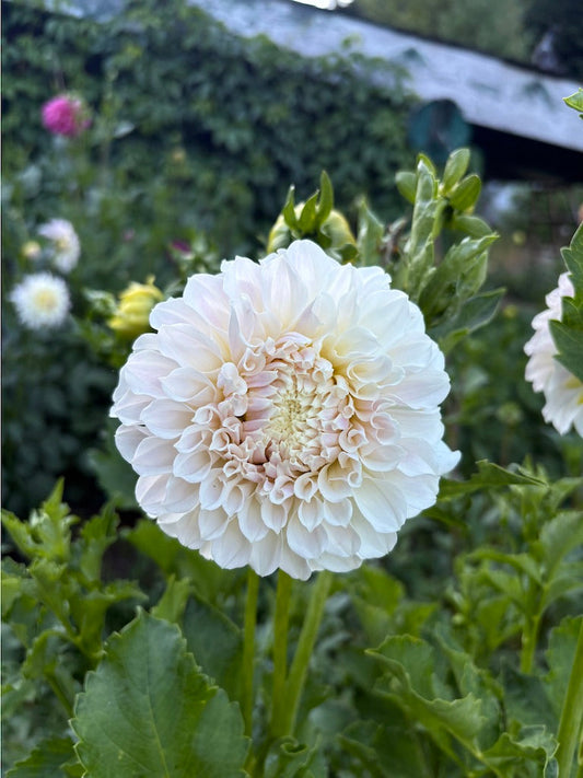 Irish Ruffles Dahlia Tuber