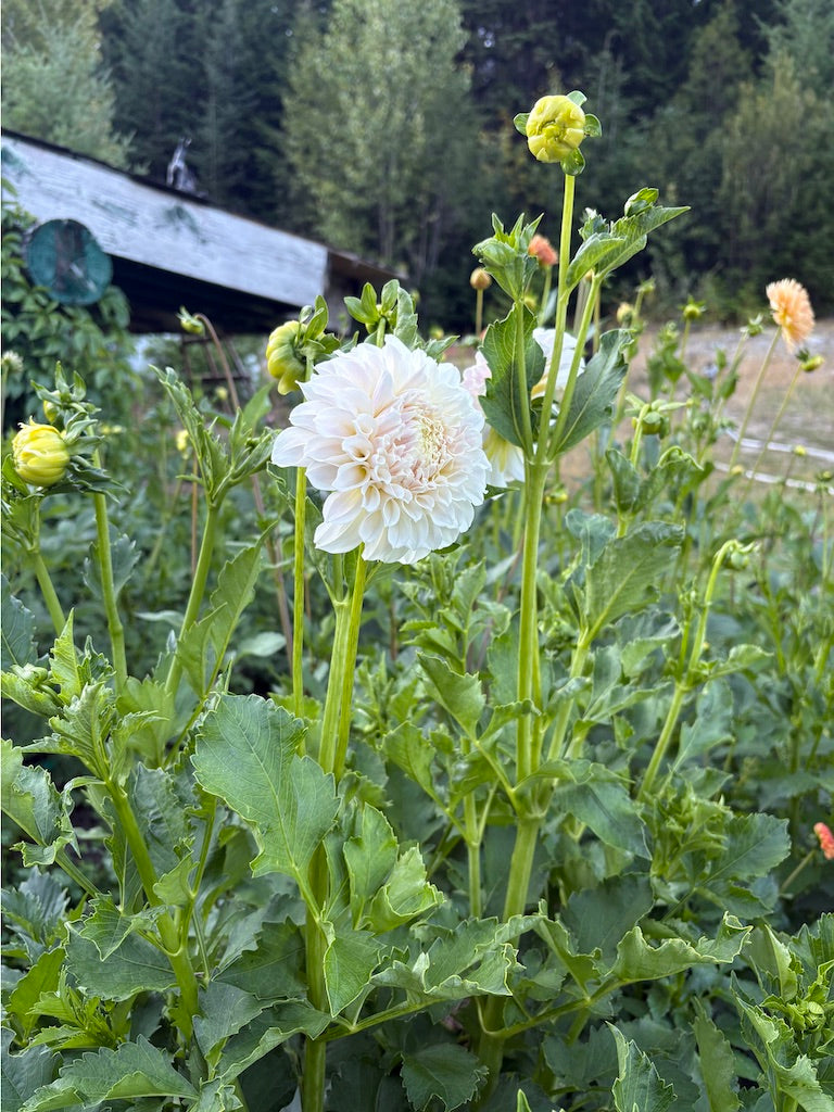 Irish Ruffles Dahlia Tuber
