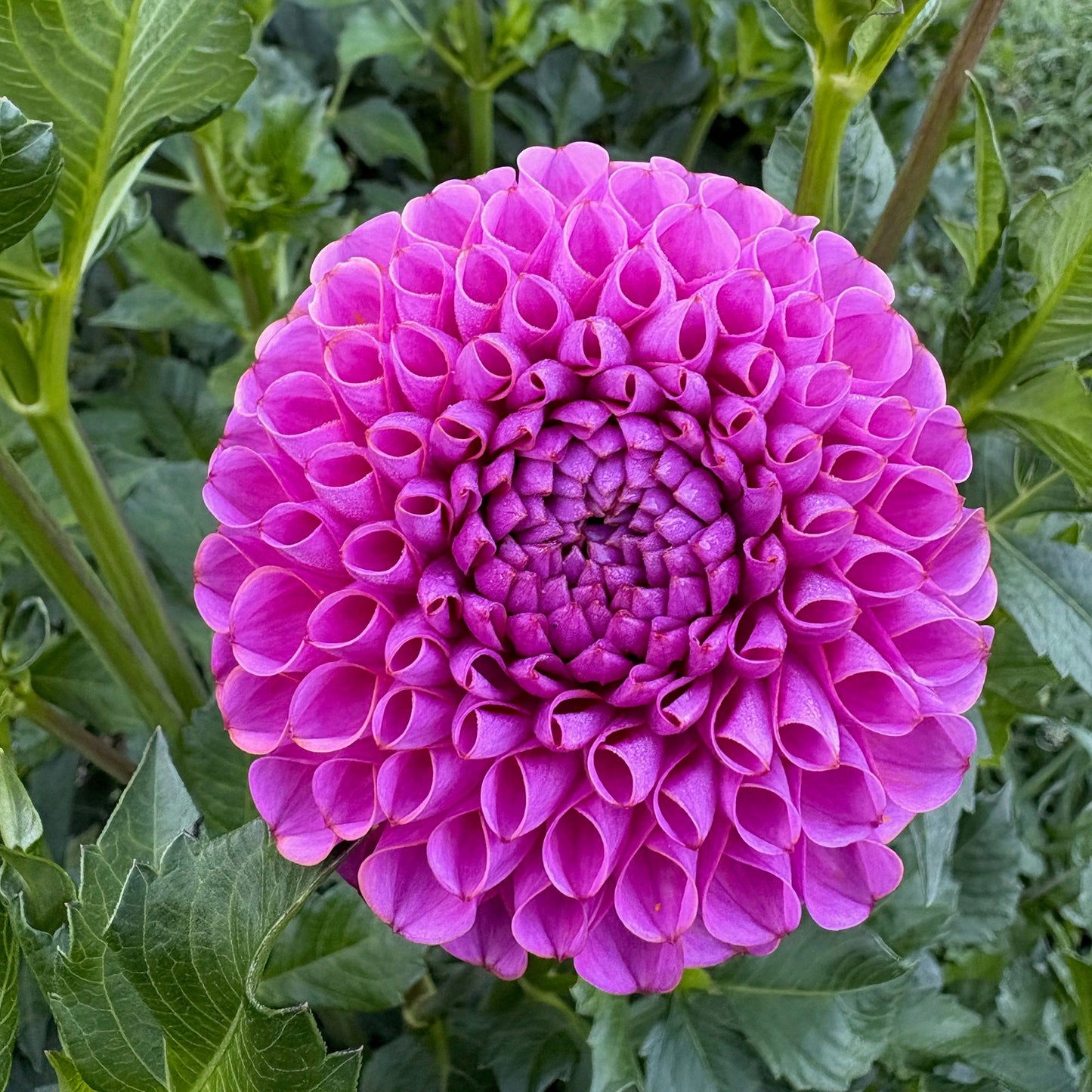 Isabel Dahlia Tuber