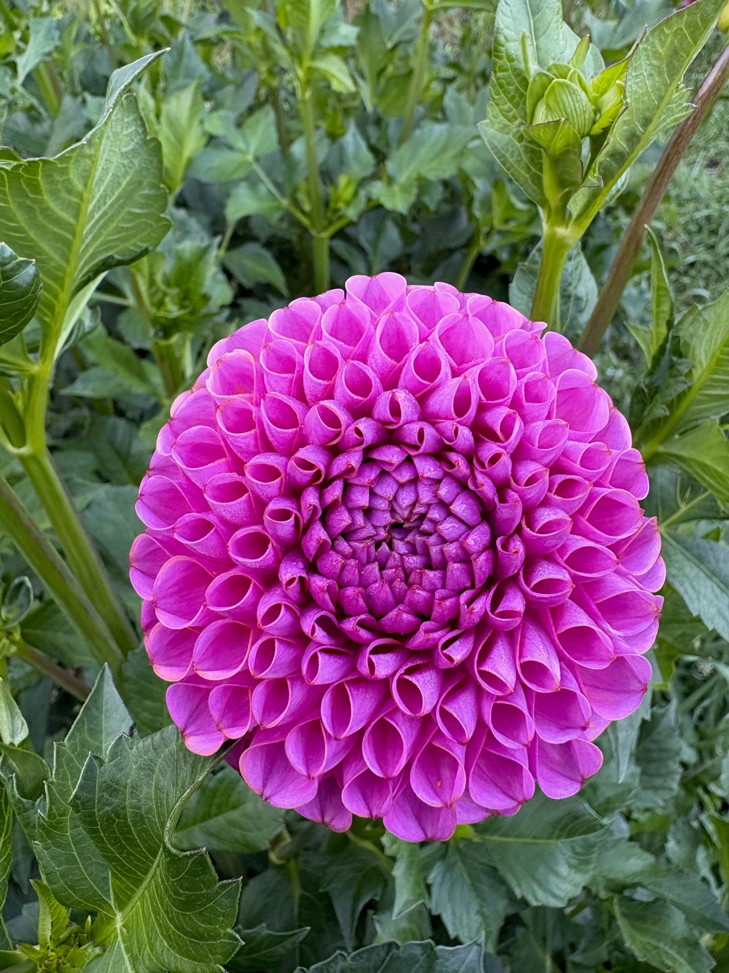 Isabel