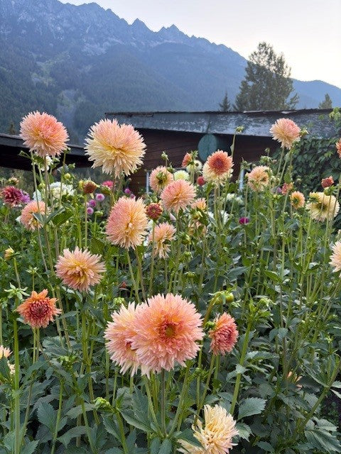 Lakeview Peach Fuzz Dahlia Tuber