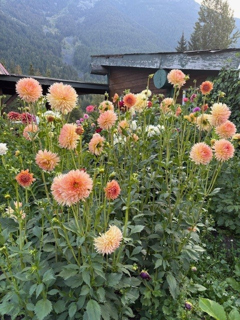 Lakeview Peach Fuzz Dahlia Tuber