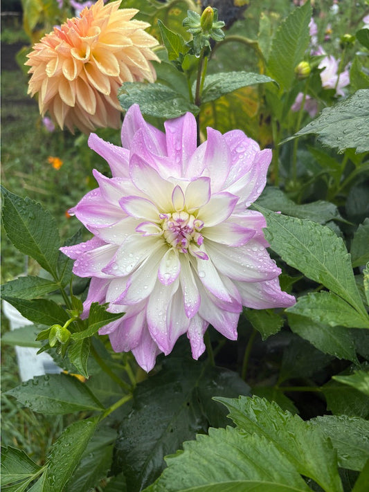 Mikayla Miranda Dahlia Tuber