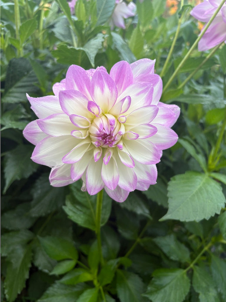 Mikayla Miranda Dahlia Tuber