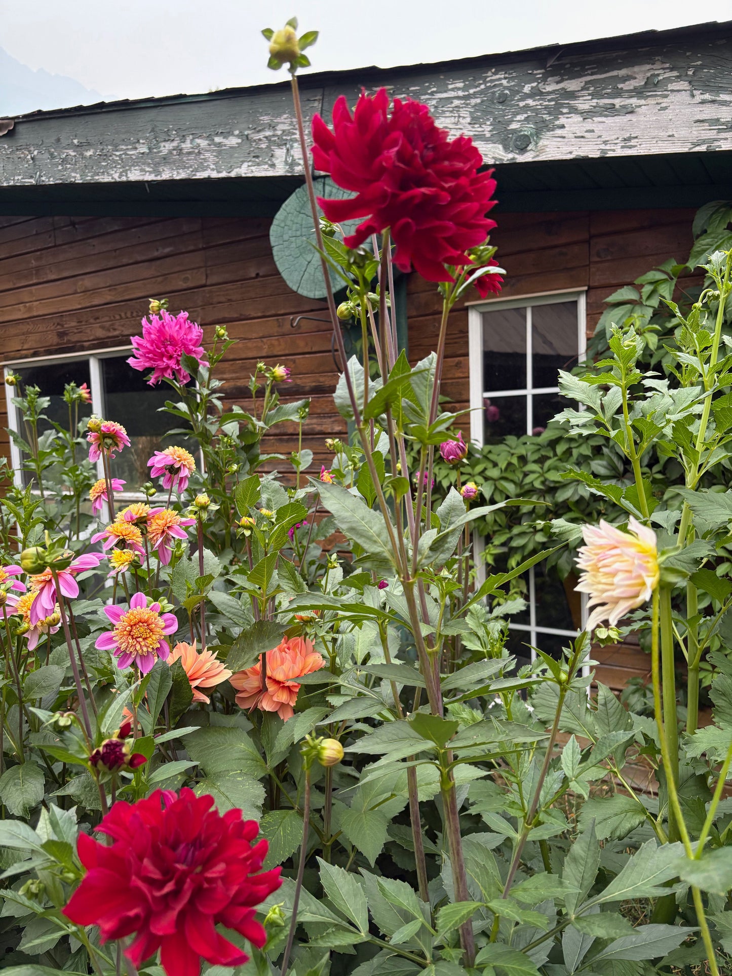 Mingus Plum Dahlia Tuber