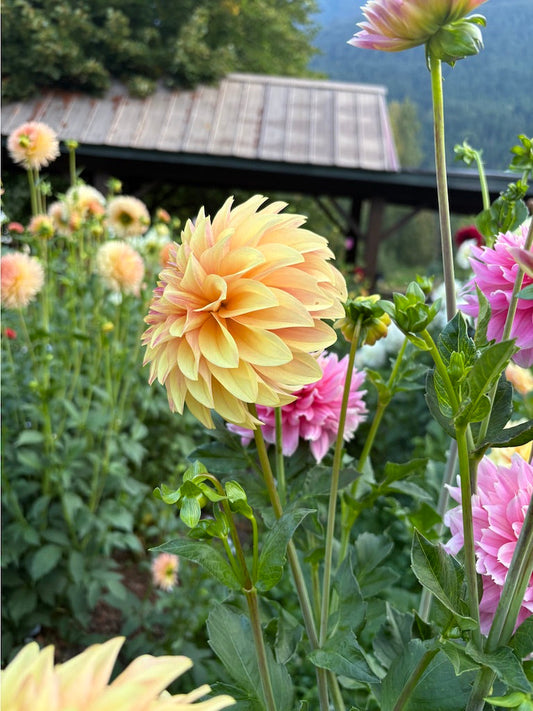 Miss Amara Dahlia Tuber