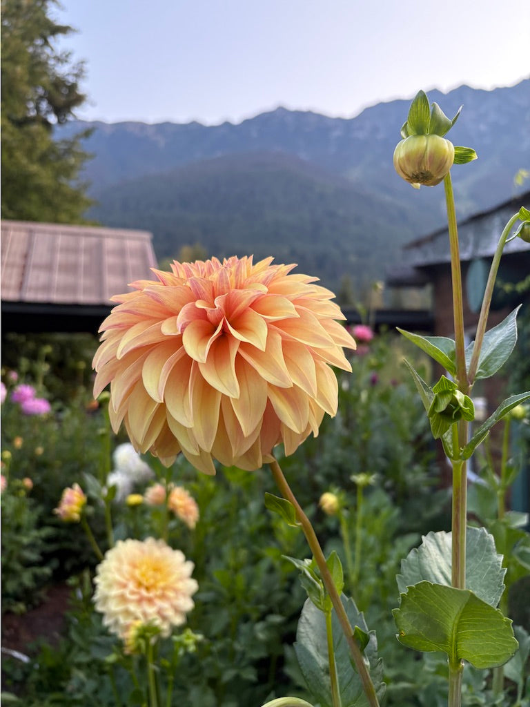 Miss Amara Dahlia Tuber
