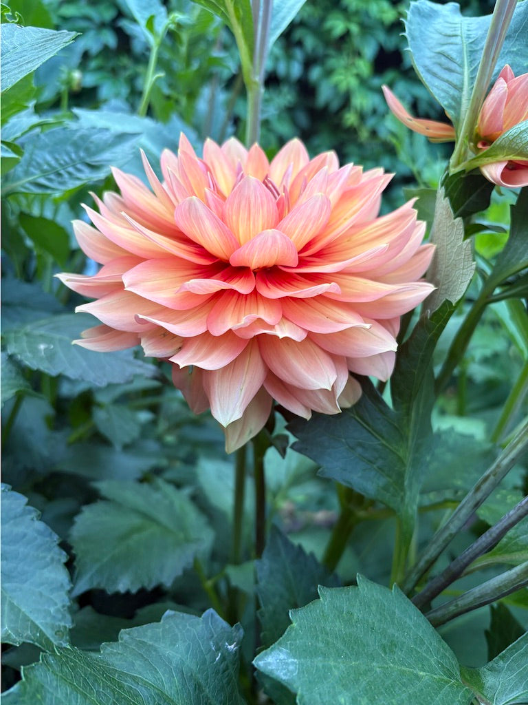 Nicholas Dahlia Tuber