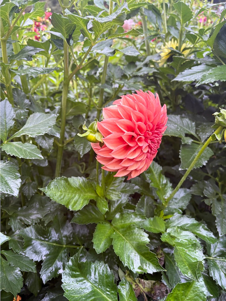 Orange Globe Dahlia Tuber