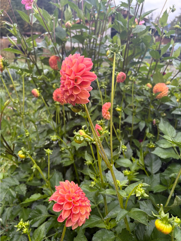 Robin Hood Dahlia Tuber