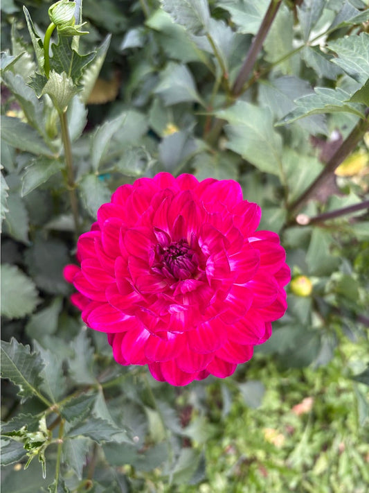 Sandi Bertha Dahlia Tuber