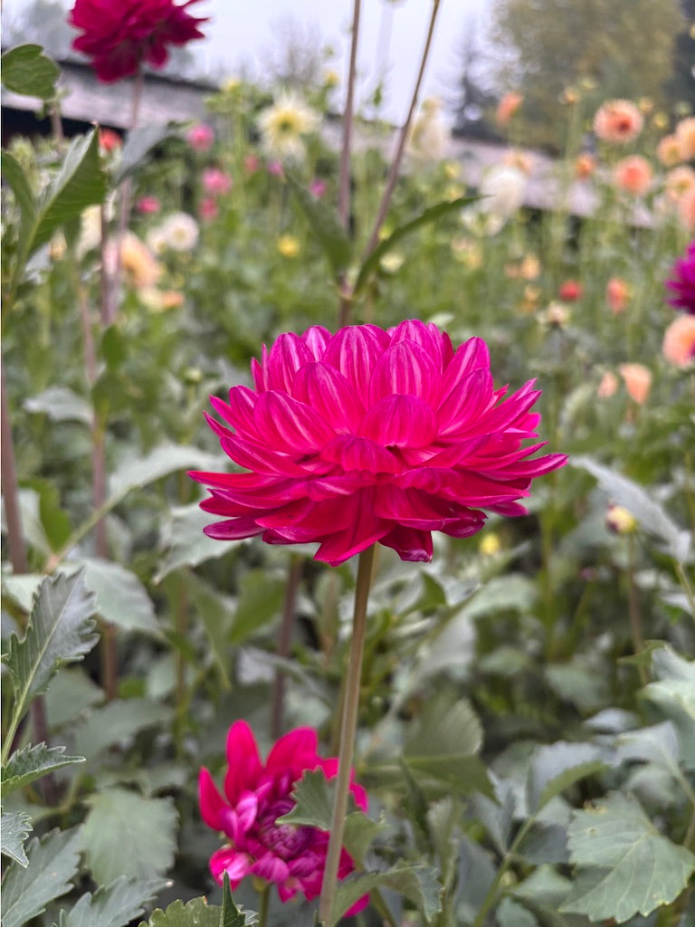 Sandi Bertha Dahlia Tuber