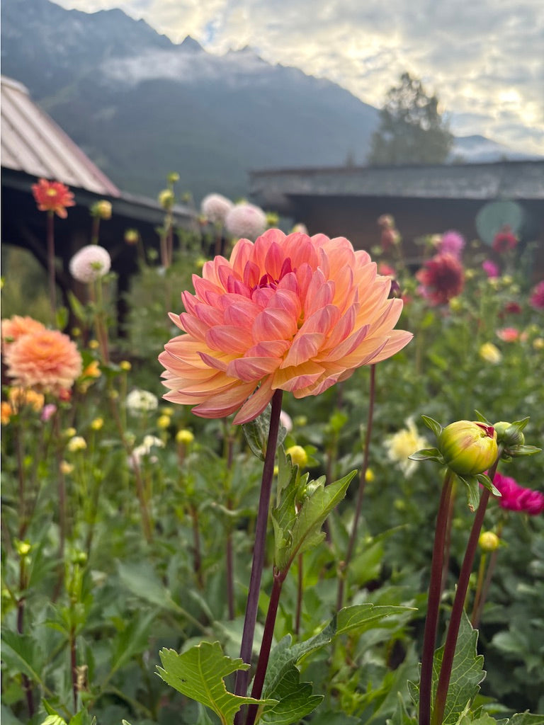 Sandi Bliss Dahlia Tuber