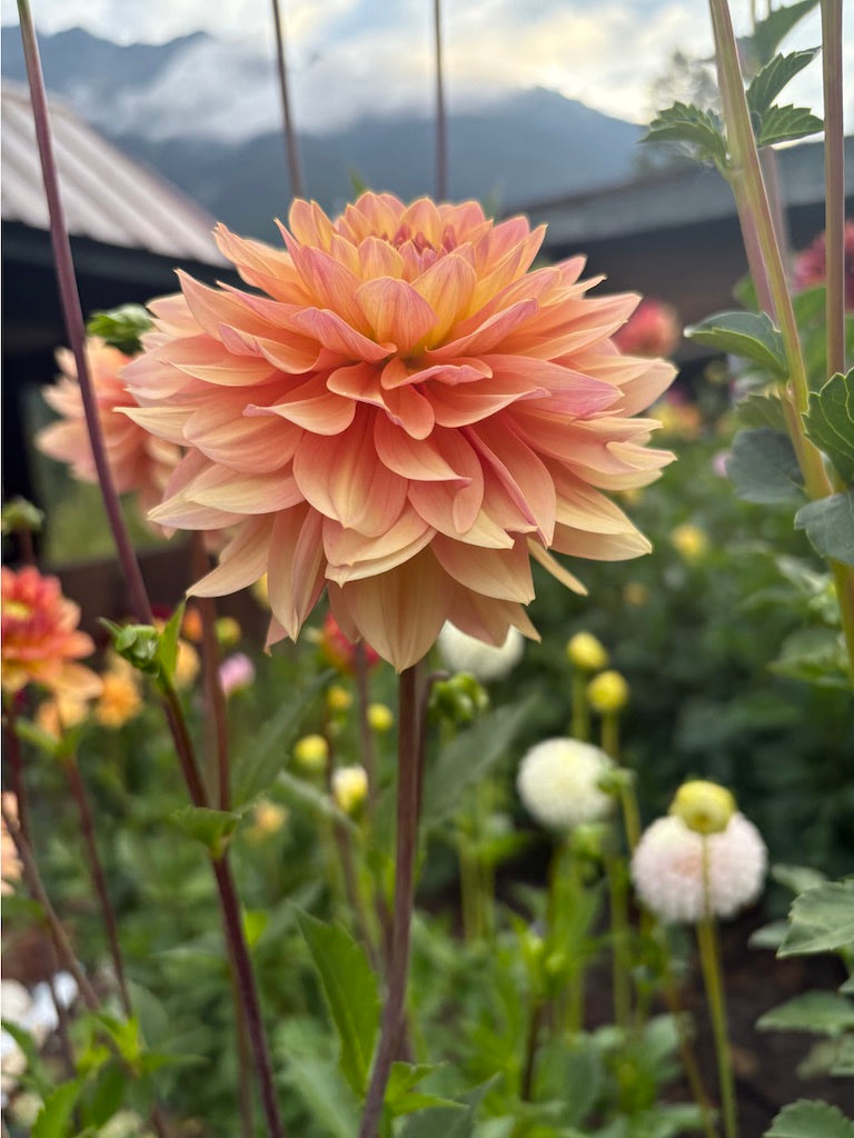 Skeena Easy Breezy Dahlia Tuber