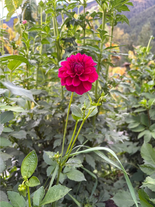 Skeena Gem Dahlia Tuber