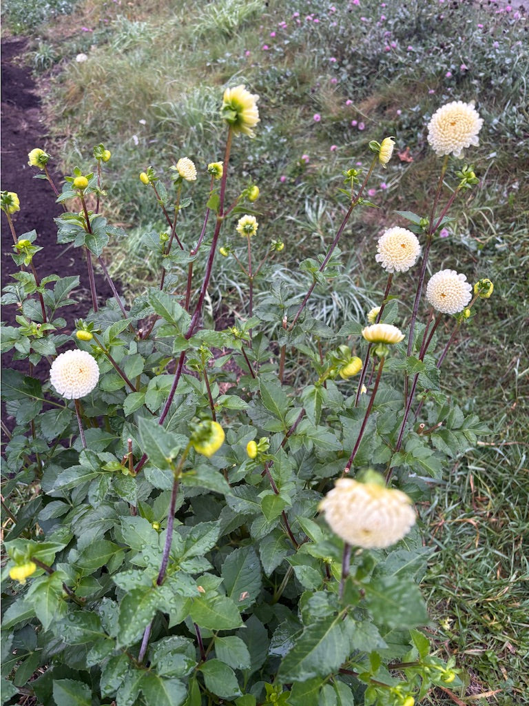 Small World Dahlia Tuber