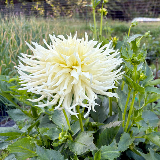 SnowHo Storm Dahlia Tuber