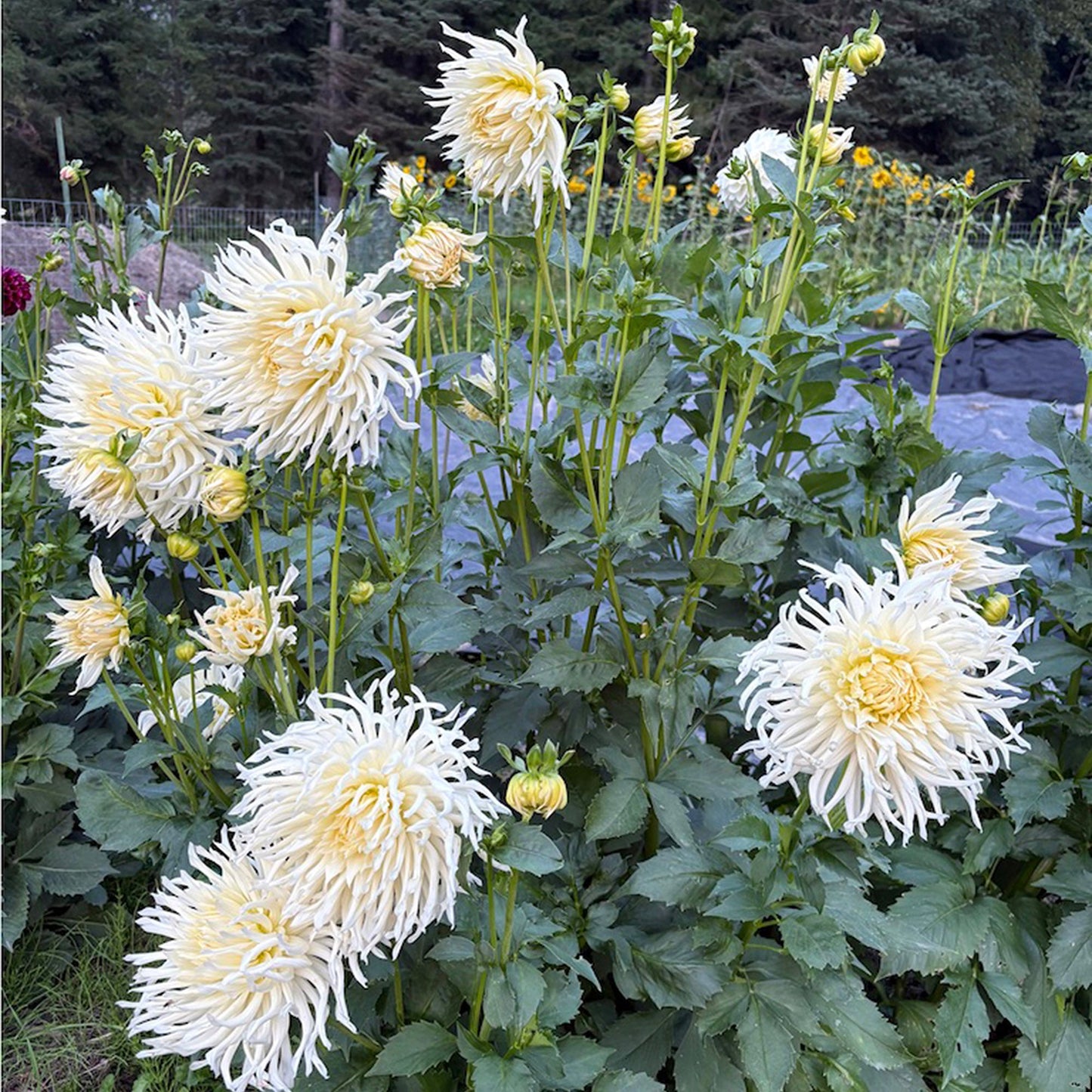 SnowHo Storm Dahlia Tuber