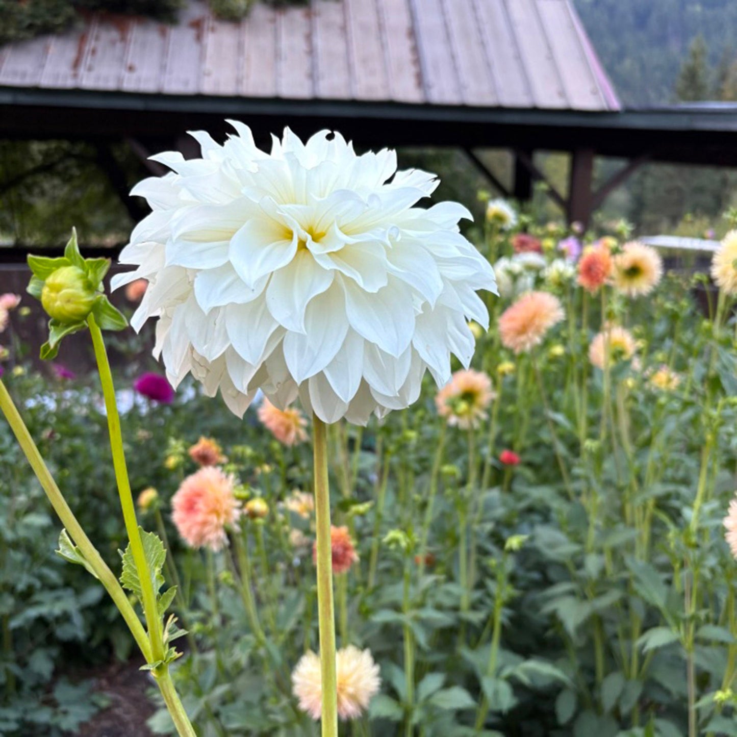 Van Isle Grace Dahlia Tuber