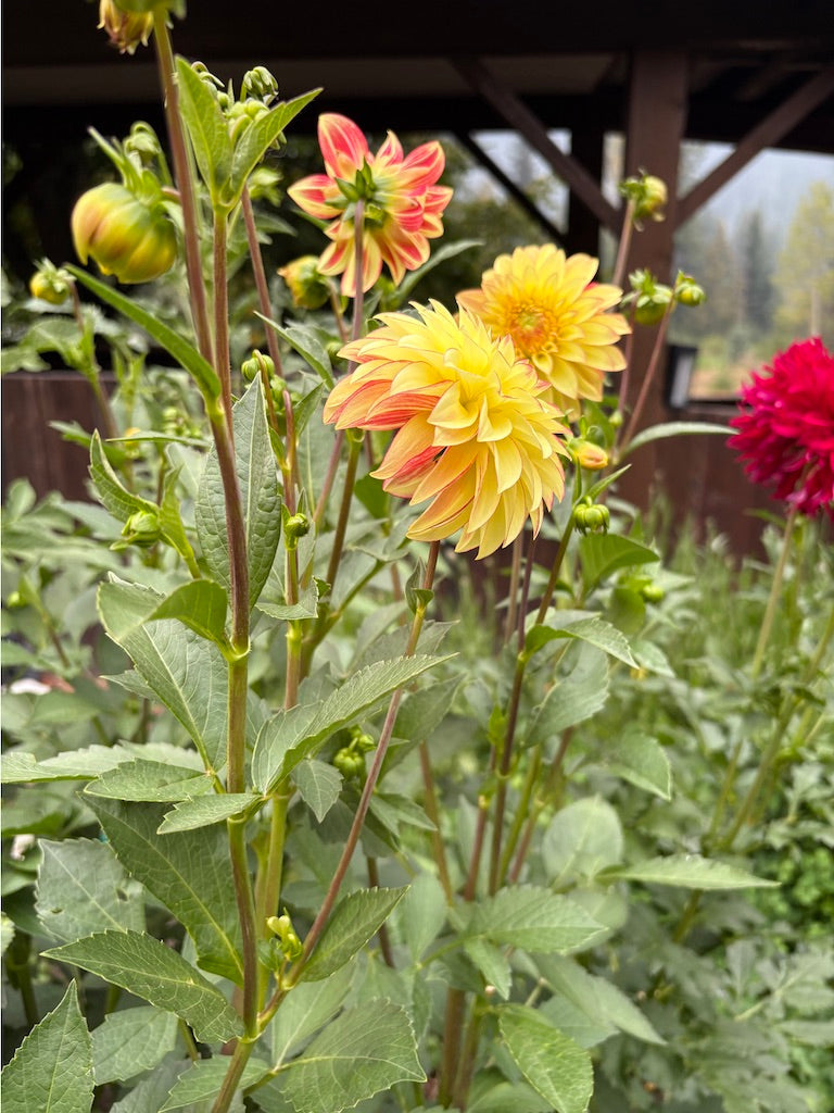 Verrone's Taylor Swift Dahlia Tuber