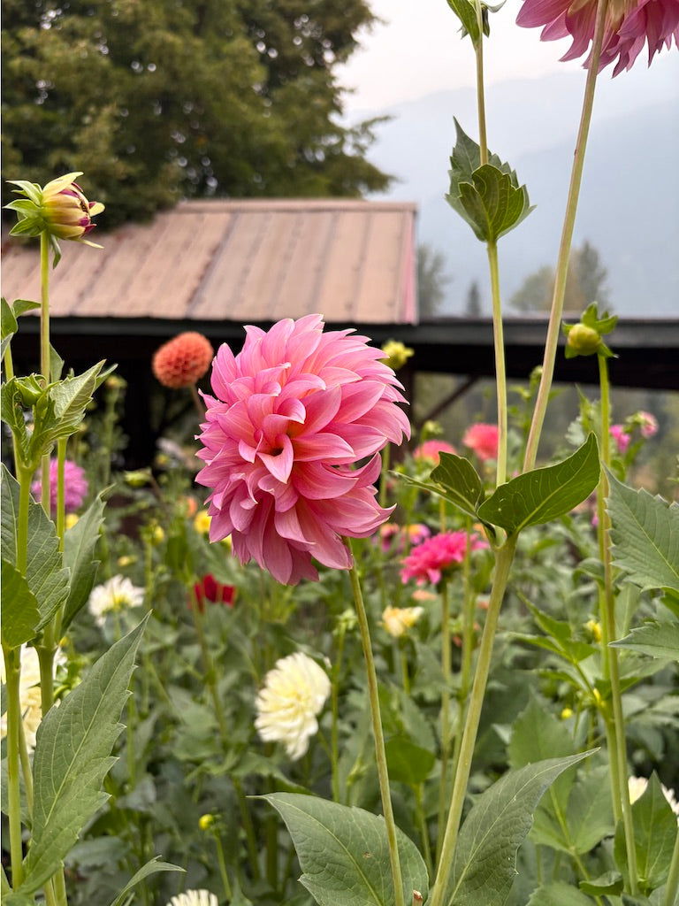 Wyoming Wedding Dahlia Tuber