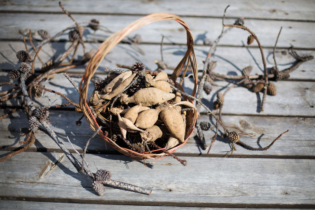 When to Plant Dahlia Tubers by Climate Zone
