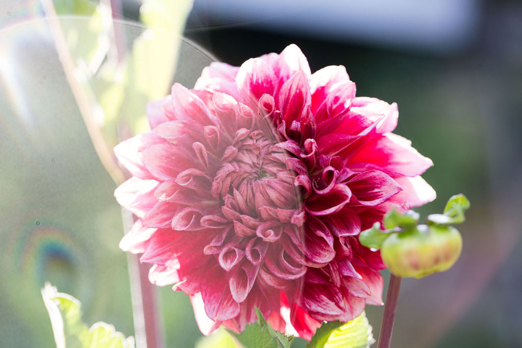 Bloomquist York Dahlia