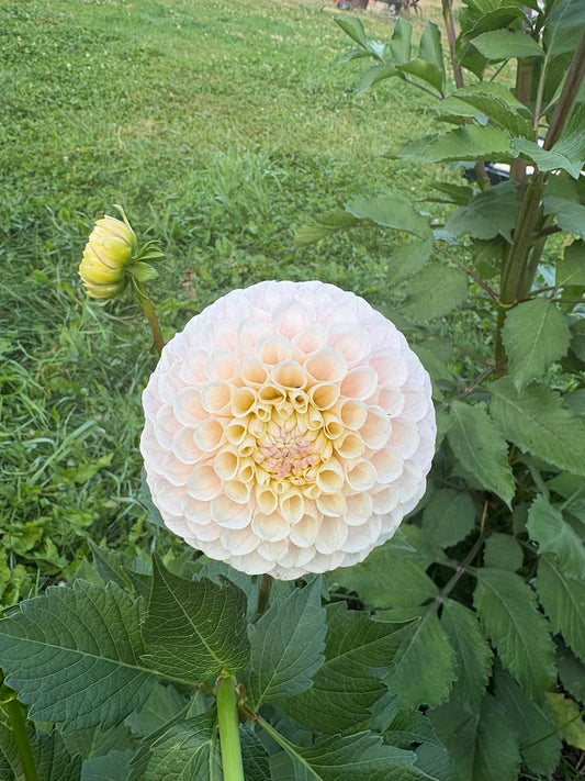 20th Ave Memory Dahlia Tuber