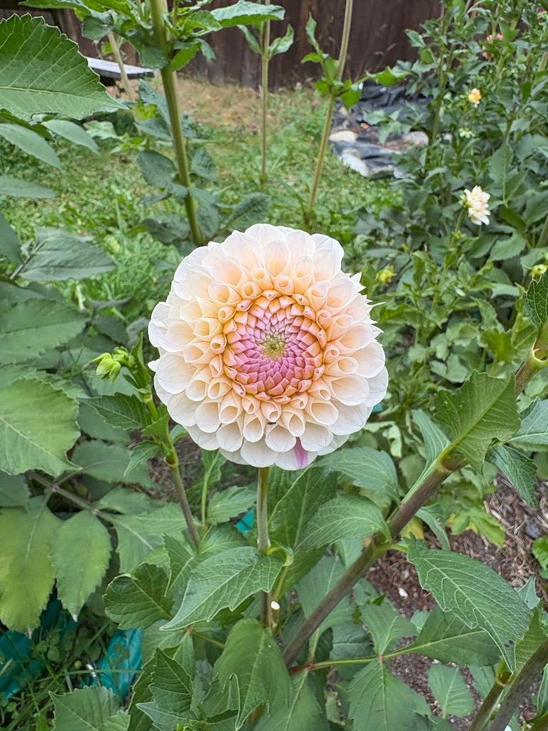 20th Ave Memory Dahlia Tuber