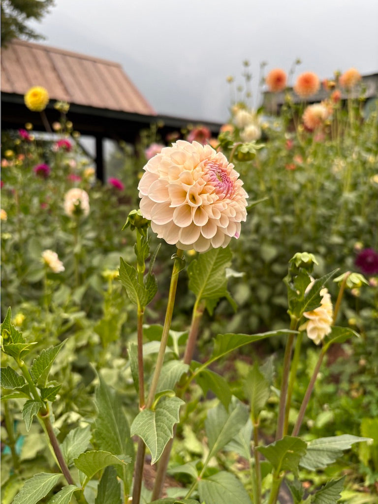 20th Ave Memory Dahlia Tuber