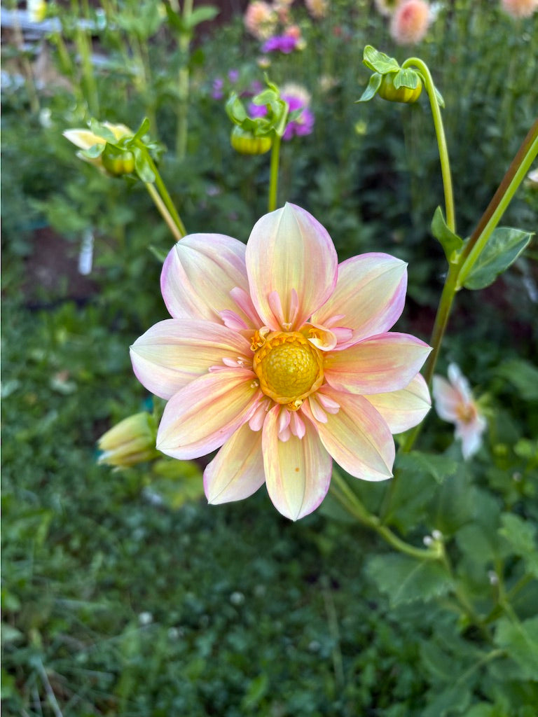 Apple Blossom Dahlia Tuber