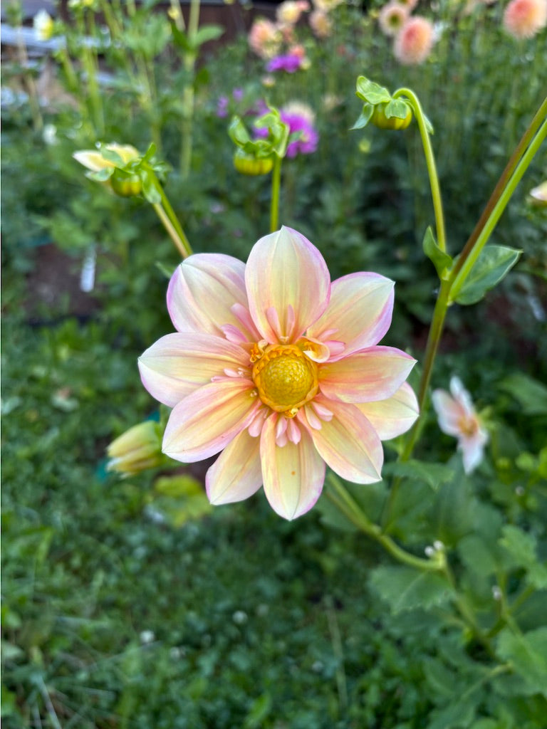 Apple Blossom Dahlia Tuber