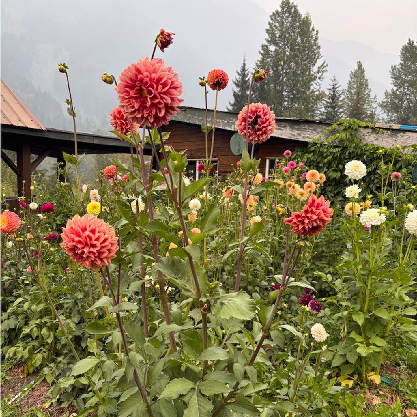 Bloomquist York Dahlia Tuber