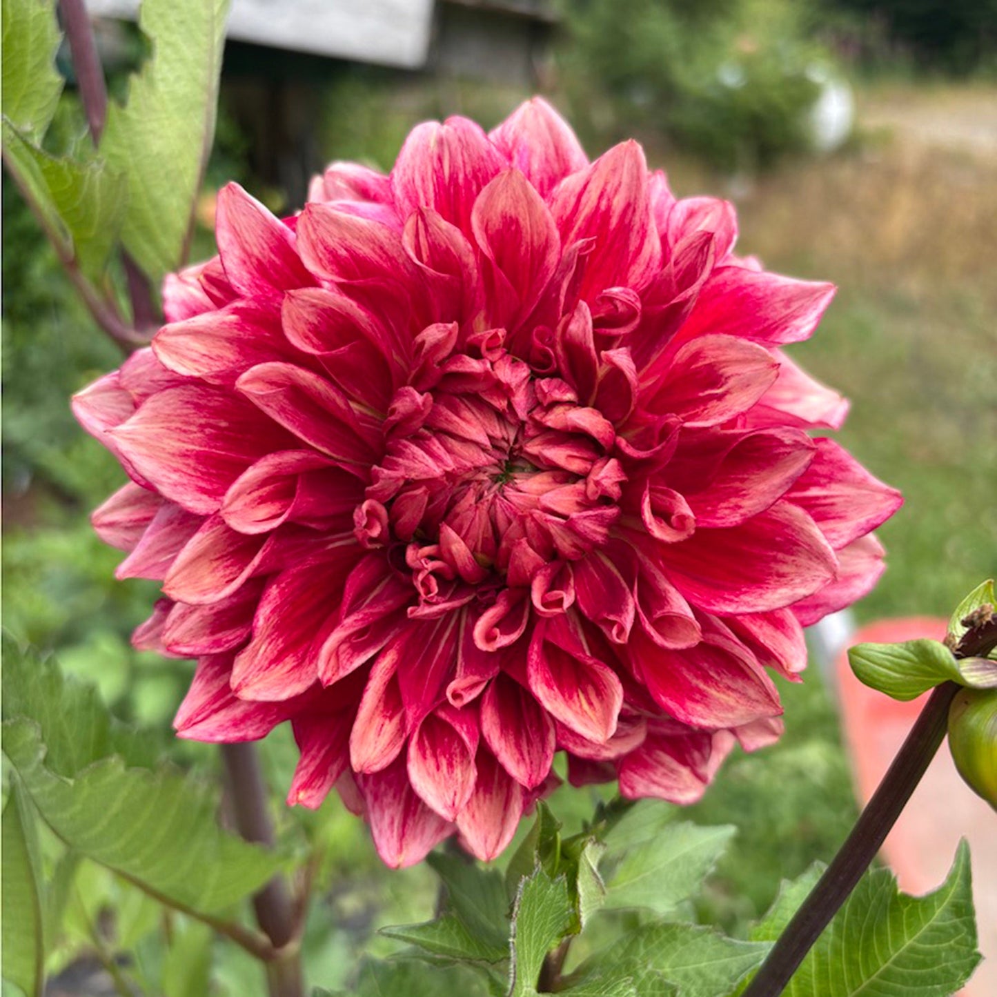 Bloomquist York Dahlia Tuber