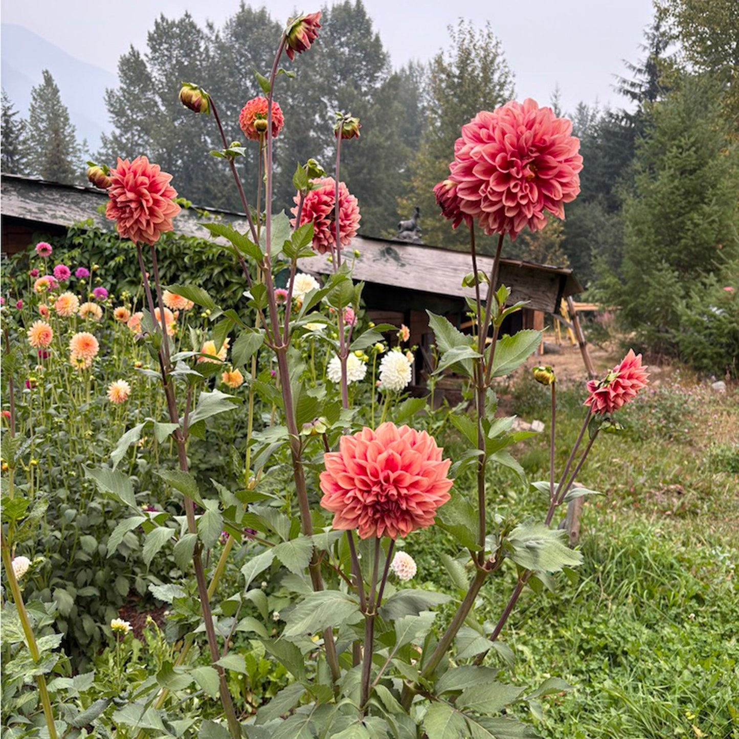 Bloomquist York Dahlia Tuber